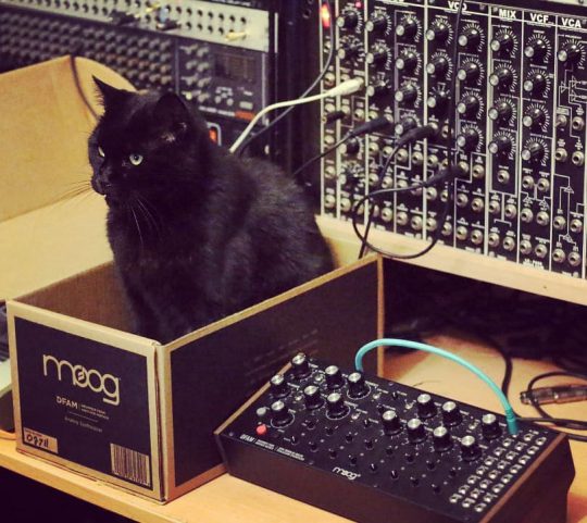 Marcel (black cat) in box next to Moog DFAM