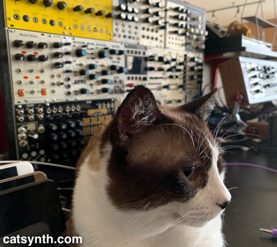 Merp hanging out near the modular synths