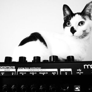 Cat and Moog Minitaur