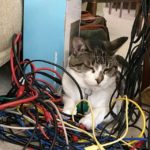 Cat and patch cords