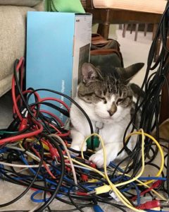 Cat and patch cords