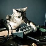 Cat and Moog Minitaur