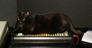 Black Cat and Roland TR-808