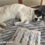 Sam Sam resting with a cold pack