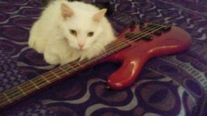 Maximus with bass