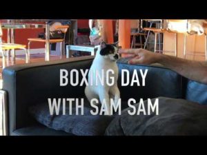 Sam Sam Boxing Day