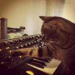 Cat Playing moog subsequent 37