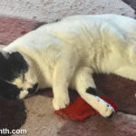 Sam Sam and red sock