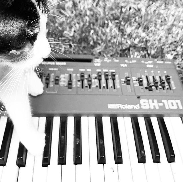Cat with Roland SH-101 synthesizer