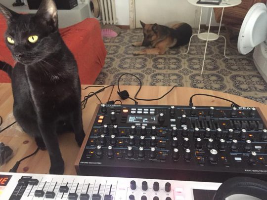 Black cat with Novation Peak Synthesizer