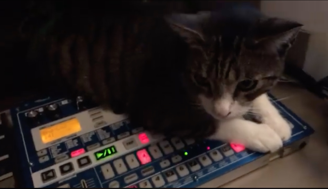 CatSynth Video:  Rosie and Korg Electribe MX