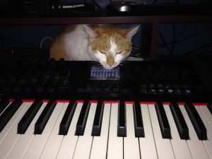 Timmy and Nektar Panorama