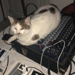 Cat and Korg Volcas