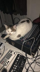 Cat and Korg Volcas