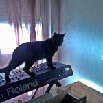 Cat and Roland JP-8000