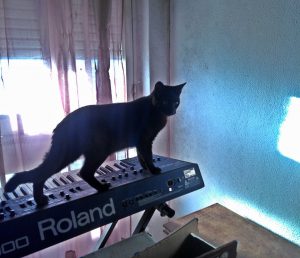 Cat and Roland JP-8000
