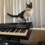 Cat and Korg Polysix