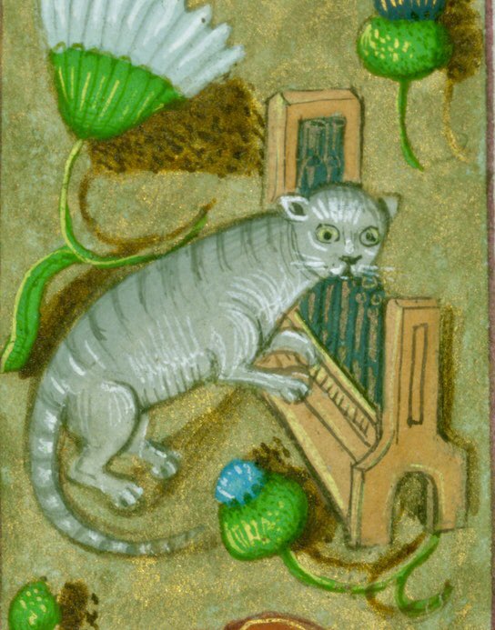 Cat playing organ