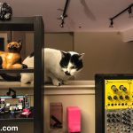 Sam Sam checking out the next studio setup