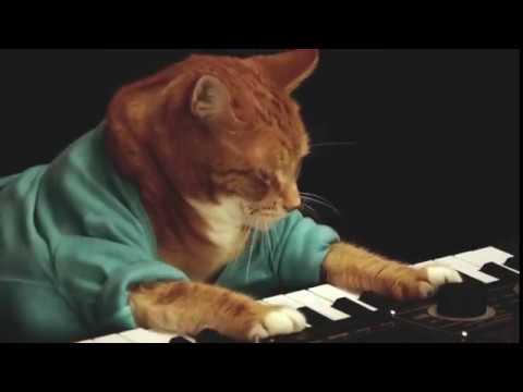 RIP Bento, the Keyboard Cat