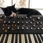Moggie on the Moogie