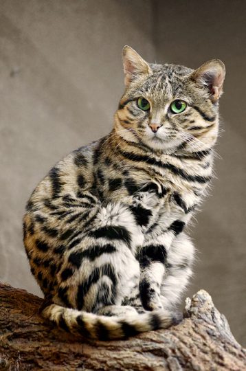 Southern Tiger Cat – International Society for Endangered Cats (ISEC) Canada