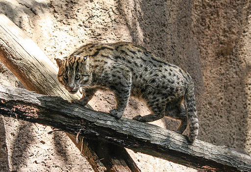 Pallas's Cat  Felidae Conservation Fund