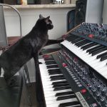 Black Cat, Prophet 6, OB6