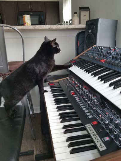 Black Cat, Prophet 6, OB6