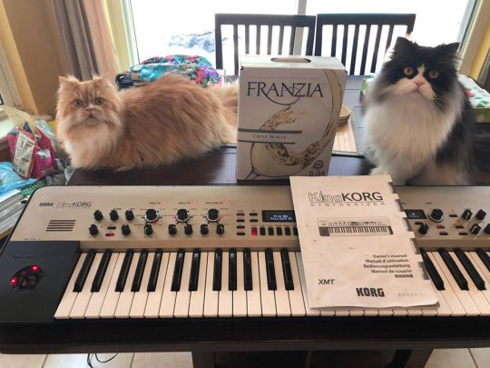 Cats, KingKorg and White Wine