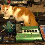 ok housecat