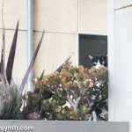 Closeup of neighbor cat