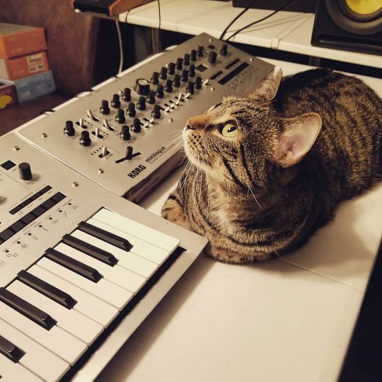 Cat and Korg Minilogue