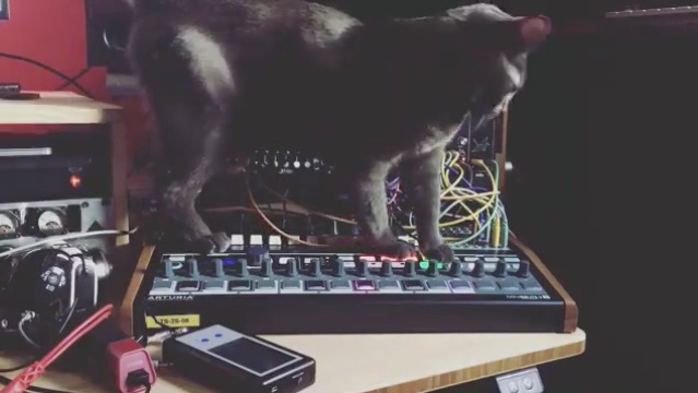 CatSynth Video: Tom Hall’s Cat on MiniBrute 2S