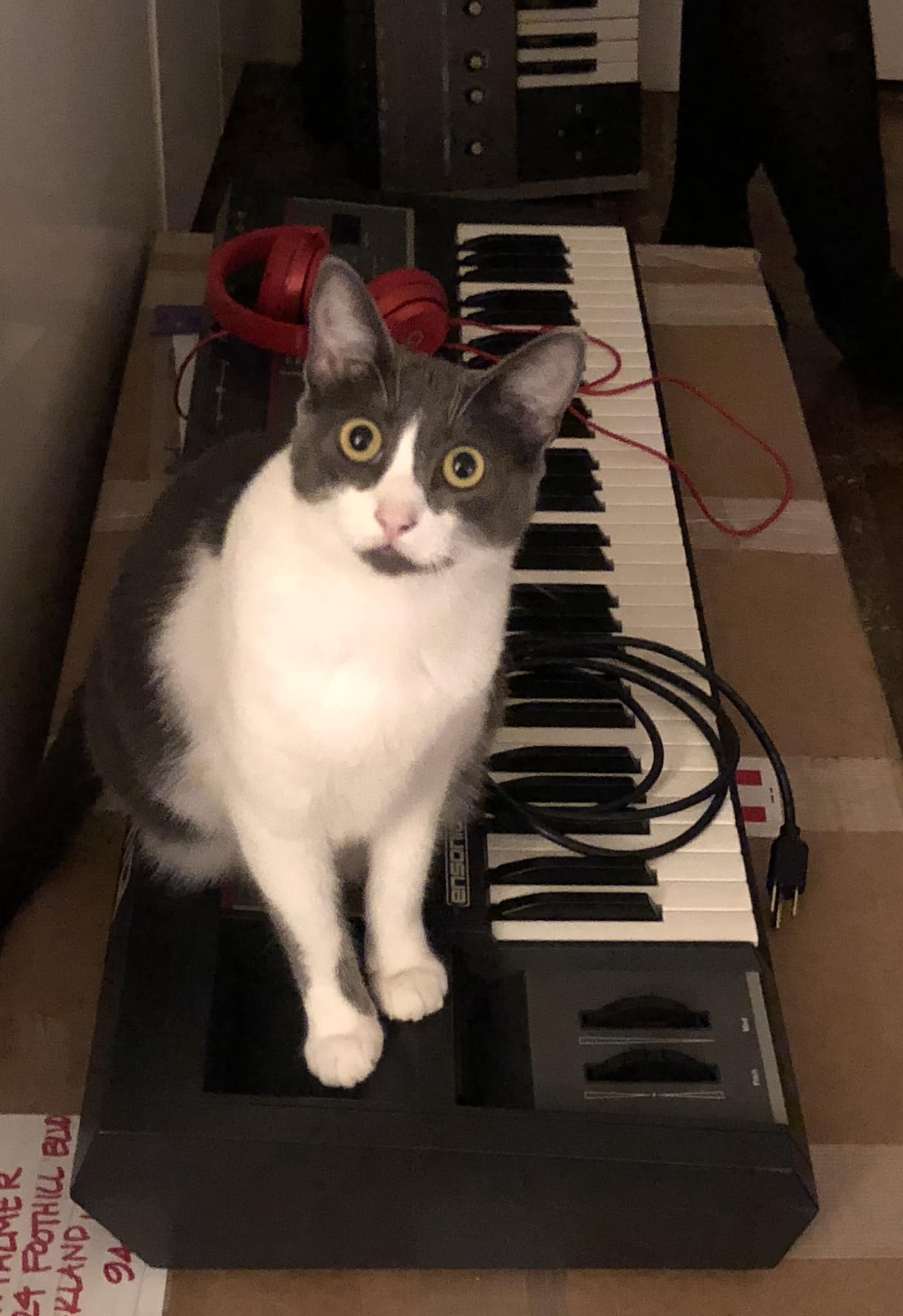 Gracie and Ensoniq SQ-80