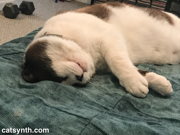 Weekend Cat Blogging with Big Merp