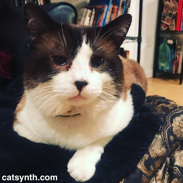Extended Weekend Cat Blogging with Sam Sam and Big Merp
