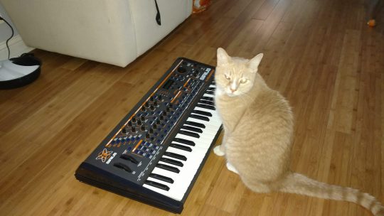 Cat with Quasimidi Sirius sytnhesizer.