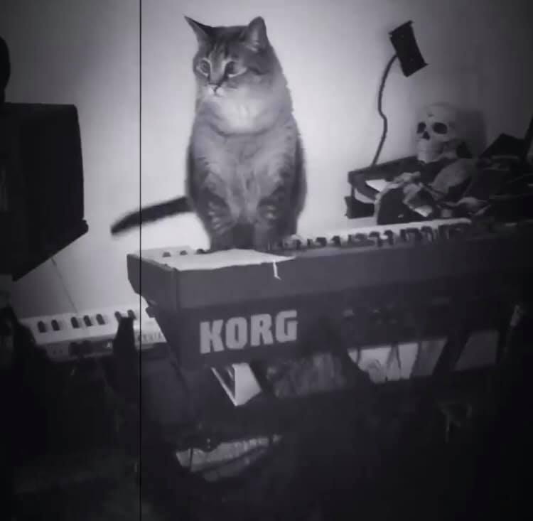 CatSynth Pic: Atop the Korg