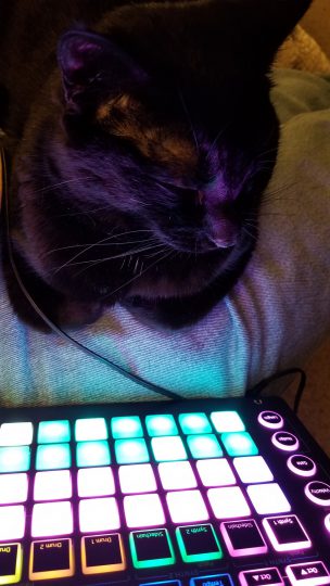 Cat with Novation Circuit