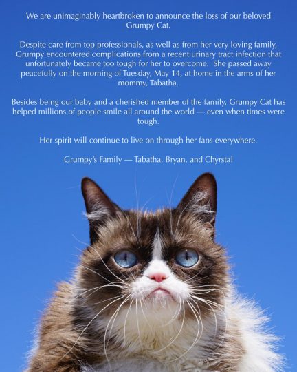 grumpy cat quotes tumblr