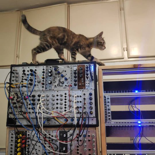 Lilly the cat atop the modular system