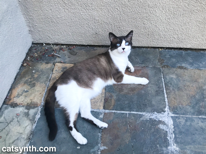 Weekend Cat Blogging with Big Merp: On the Patio