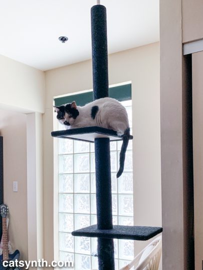 Sam Sam on her cat-tree in the loft