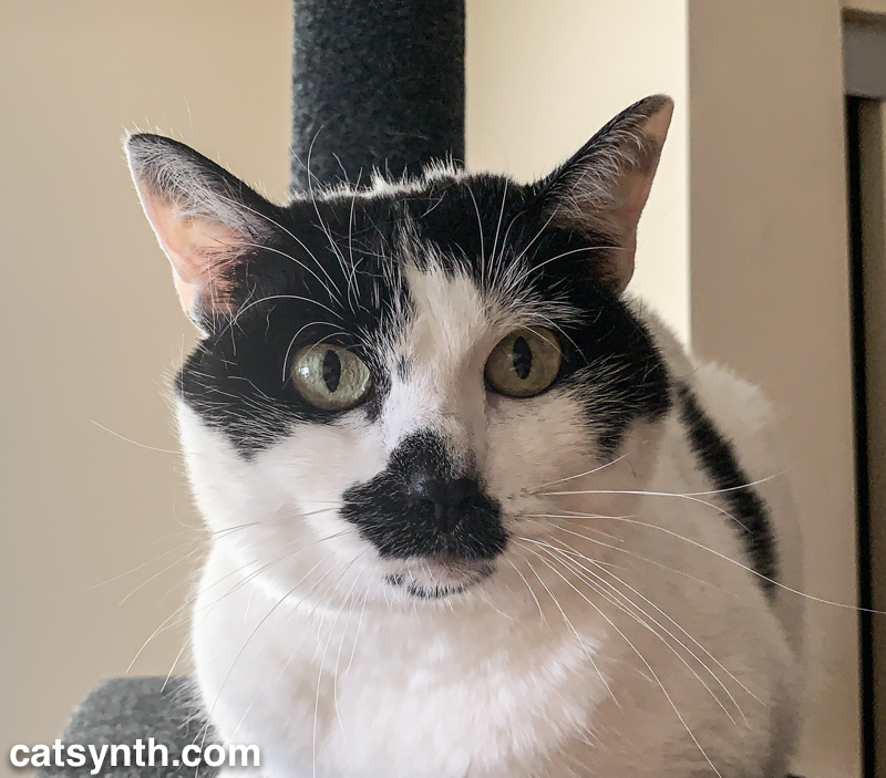 Weekend Cat Blogging with Sam Sam and Big Merp