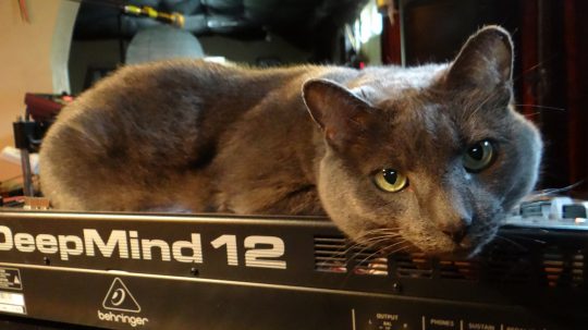 Eliot the cat and Behringer DeepMind 12