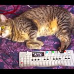 Cat and teenage engineering OP-1