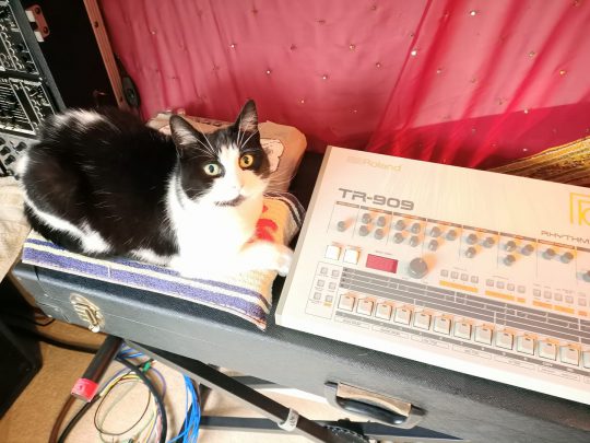 Pinki the cat with a Roland TR-909 drum machine