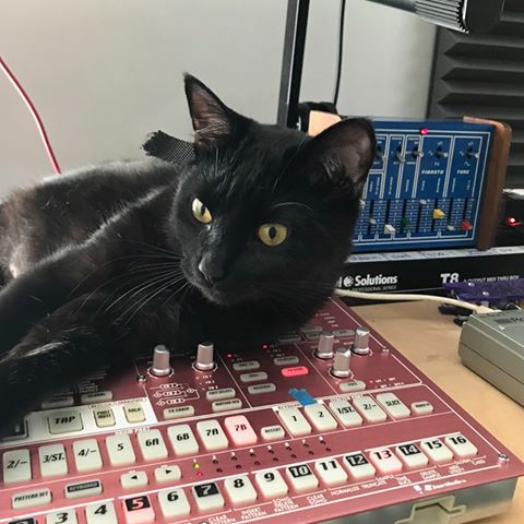 Albert the black cat with Korg Electribe SX (red, SD card)