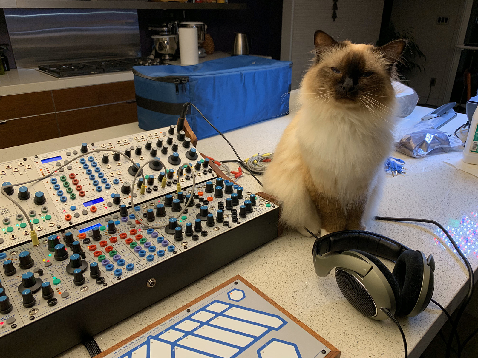 Cat with Buchla Skylab modular synthesizer.